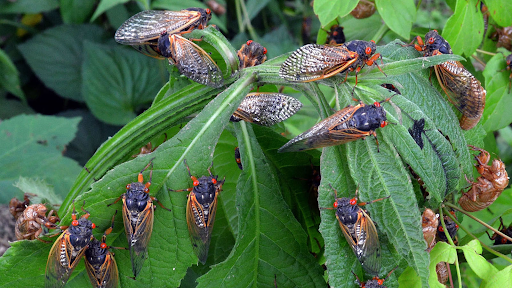 Cicadas